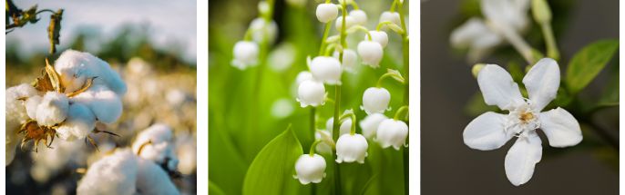 minimiseur de repousse déodorant Acorelle notes olfactives